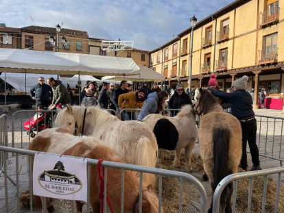 La mítica feria de artesanía de Berlanga recupera su tradición de feria ganadera