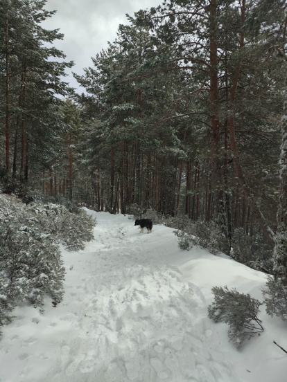 La nieve se queda de momento en zonas de media montaña pero puede bajar desde el martes.