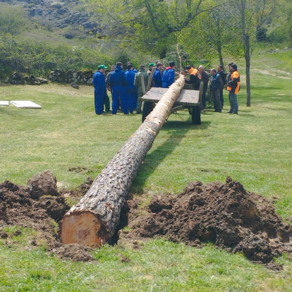 El pino se alzó ayudados con maquinaria