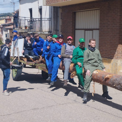 El pino se alzó ayudados con maquinaria