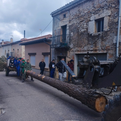 El pino se alzó ayudados con maquinaria