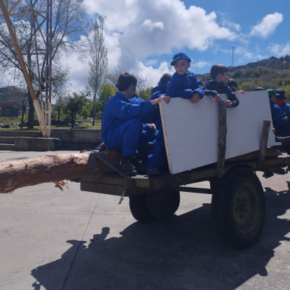 El pino se alzó ayudados con maquinaria