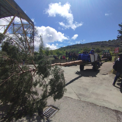 El pino se alzó ayudados con maquinaria