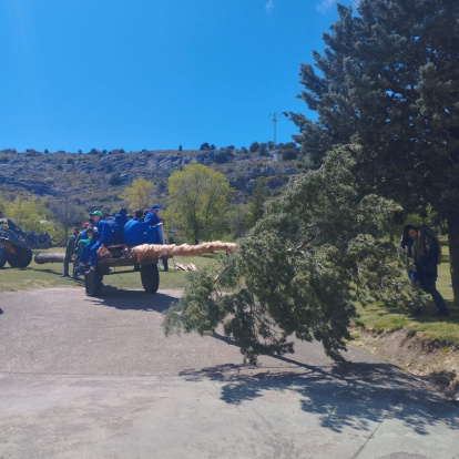 El pino se alzó ayudados con maquinaria