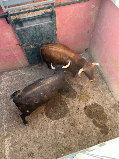 Los toros para el Jueves La Saca ya están aliñados.