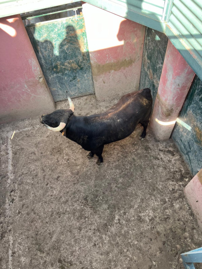 Los toros para el Jueves La Saca ya están aliñados.