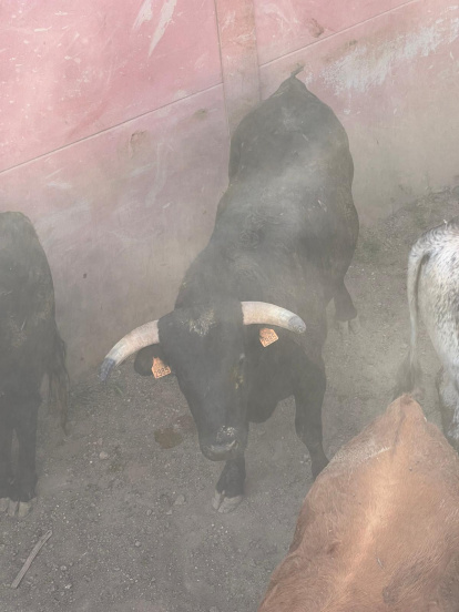 Los toros para el Jueves La Saca ya están aliñados.