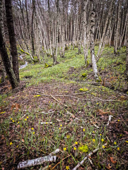 Un recorrido espectacular en estas épocas