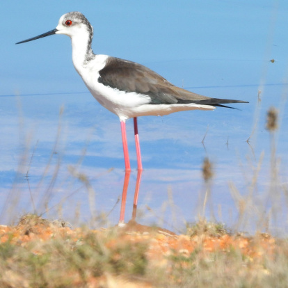 Una de las aves del embalse de Monteagudo.