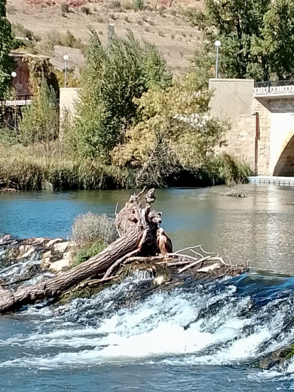 Un buitre leonado se aposenta en el río Duero a su paso por Soria.