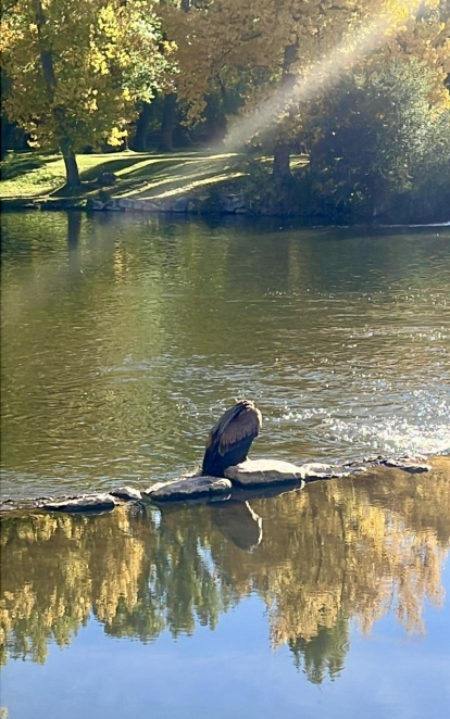 El buitre leonado posado en las piedras.