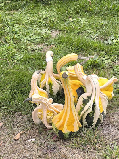 Un clásico en el otoño Sanestebeño