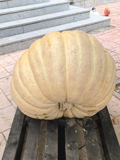 Un clásico en el otoño Sanestebeño