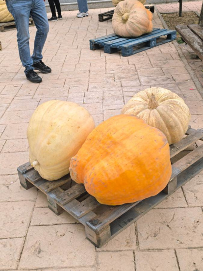 Un clásico en el otoño Sanestebeño
