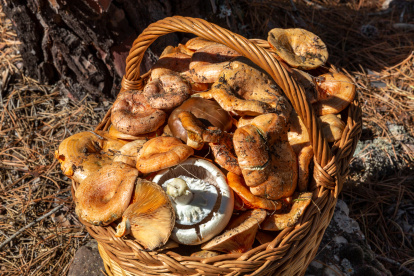 La recolección de setas en pinares es una de las experiencias más populares del turismo micológico en España durante el otoño.