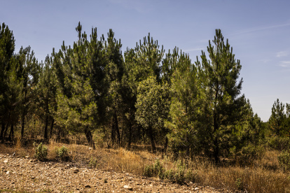 Pinares en Quintana Redonda.