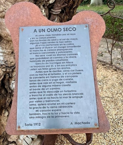 El poema 'A un olmo seco' puede leerse junto al árbol original que lo inspiró en Soria