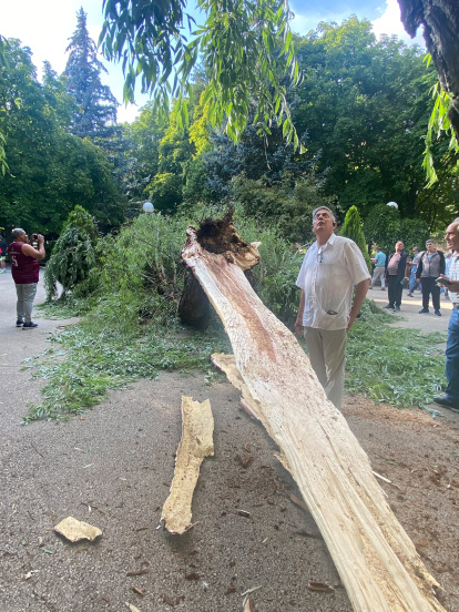 Susto en la Dehesa de Soria tras desgajarse una rama y parte del tronco de un árbol y caer sobre la fuente del 'niño meón'.