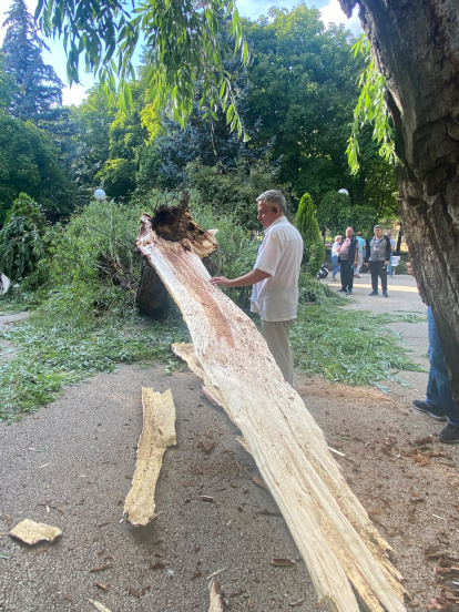 Susto en la Dehesa de Soria tras desgajarse una rama y parte del tronco de un árbol y caer sobre la fuente del 'niño meón'.