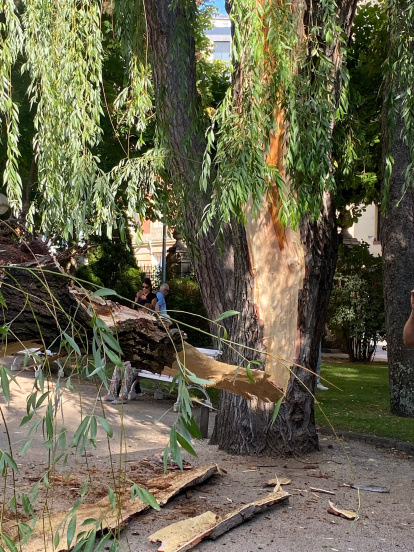 Susto en la Dehesa de Soria tras desgajarse una rama y parte del tronco de un árbol y caer sobre la fuente del 'niño meón'.