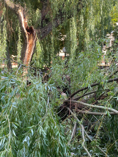 Susto en la Dehesa de Soria tras desgajarse una rama y parte del tronco de un árbol y caer sobre la fuente del 'niño meón'.
