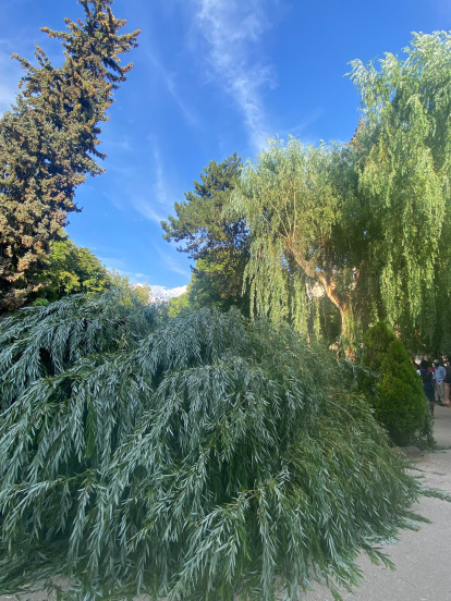 Susto en la Dehesa de Soria tras desgajarse una rama y parte del tronco de un árbol y caer sobre la fuente del 'niño meón'.